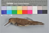 藏品(磯鷸)的圖片